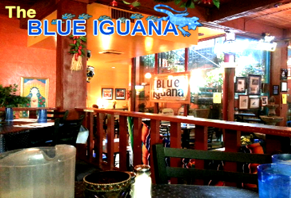 Blue Iguana